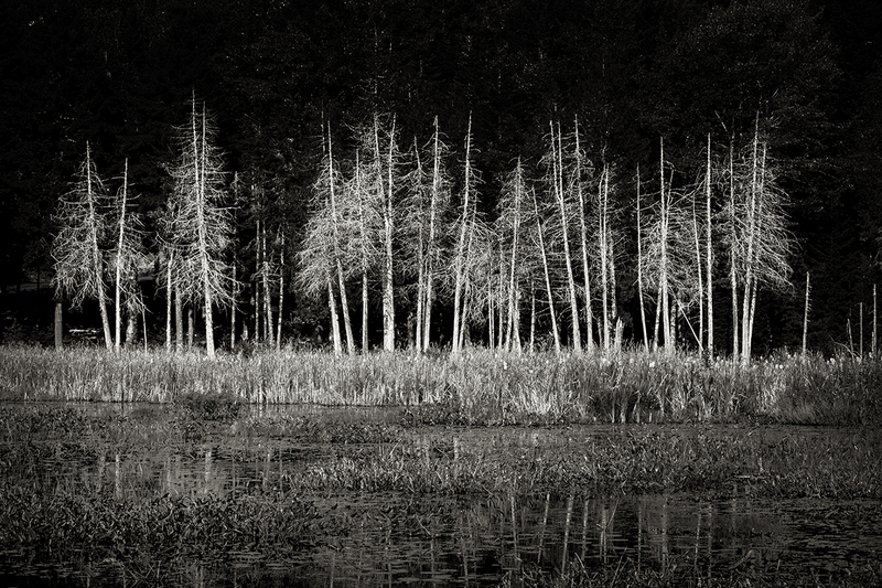 24MEWhiteTrees_0599g.jpg :: Acadia National Park, Maine 2024