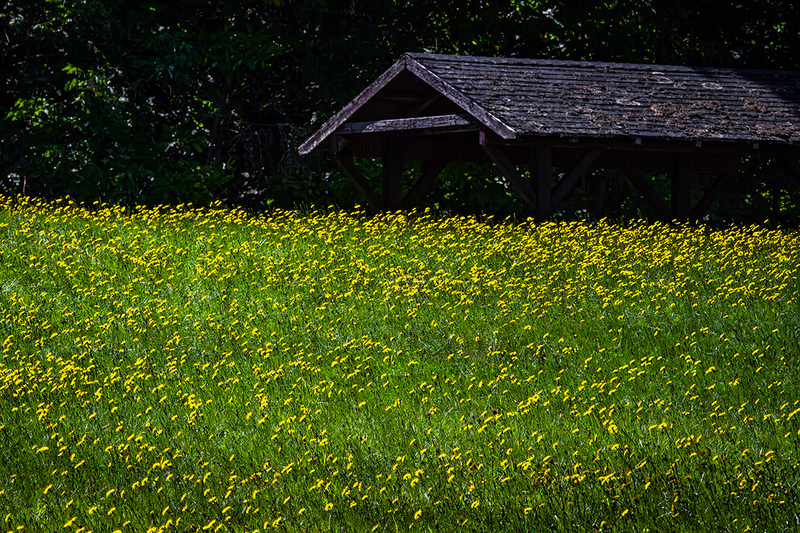 24MEYellowFlowers_1932.jpg :: Maine, 2024