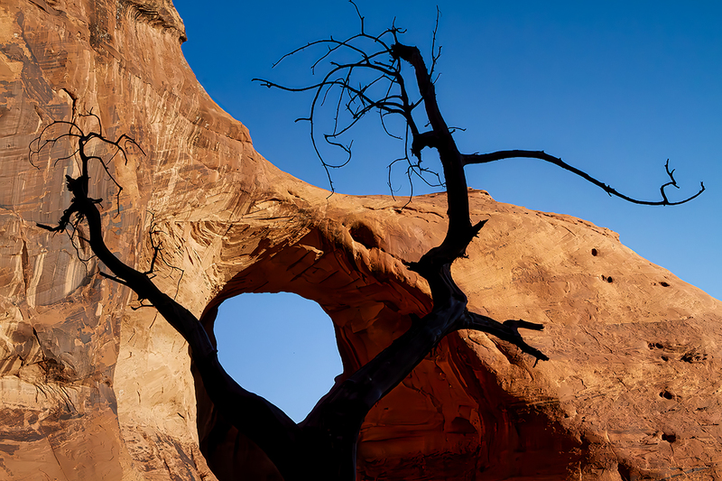 24MonumentValleyDeadTree_9701.jpg