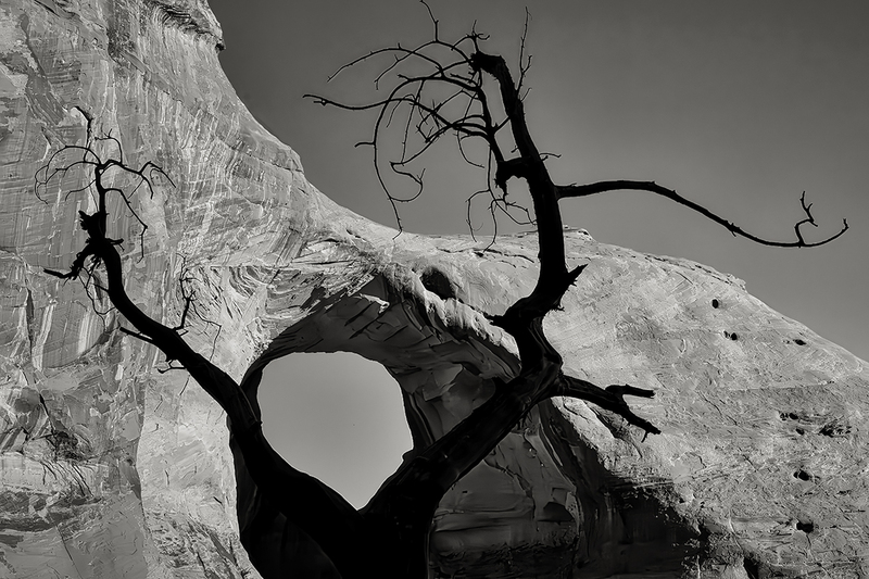 24MonumentValleyDeadTree_9701g.jpg