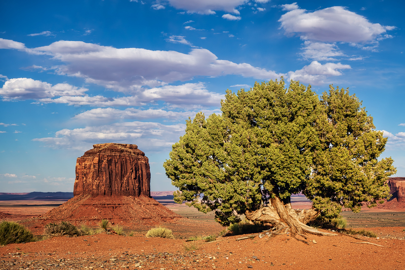 24MonumentValleyTree_3282.jpg