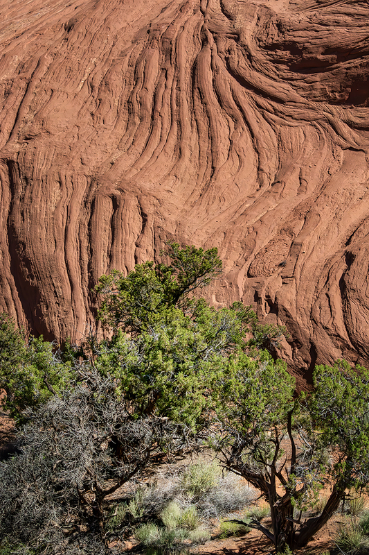 24MysteryValleyTree_8879.jpg