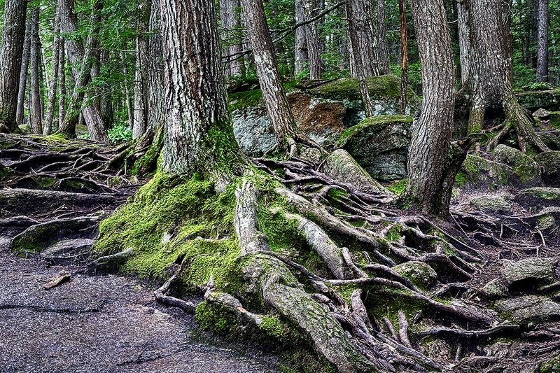 24NHTreeRoots_6439i.jpg