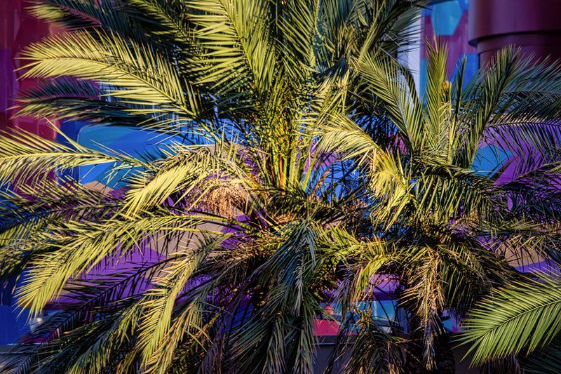 24NVLasVegas-ColorfulPalm_9068.jpg :: Las Vegas, Nevada 2024