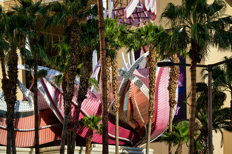 24NVLasVegas-PalmTrees_9030.jpg :: Las Vegas, Nevada 2024