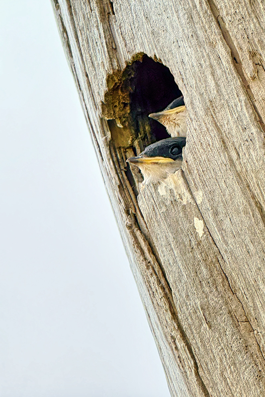 24RINewportBabyBirds_5958i.jpg