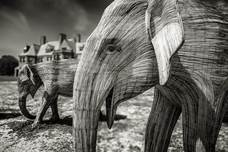 24RINewportElephants_3988g.jpg