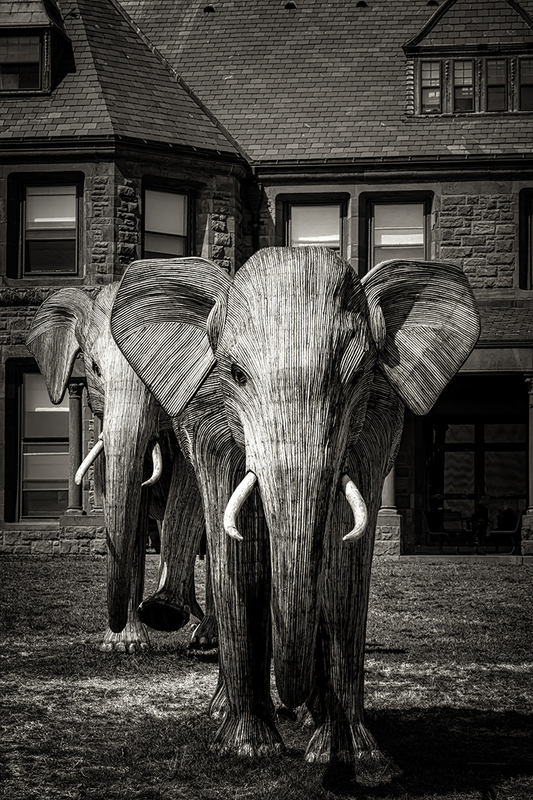 24RINewportElephants_3996g.jpg