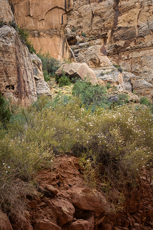 24UTCapitolReef_3216.jpg :: Capitol Reef National Park, Utah 2024
