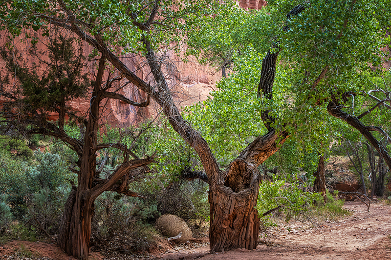 24UTCapitolReef_8573.jpg :: Capitol Reef National Park, Utah 2024
