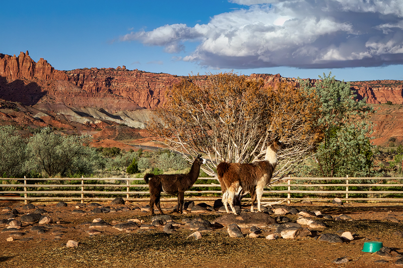 24UTCapitolReefLlamas_9550.jpg :: Capitol Reef Resort, Torrey, Utah 2024