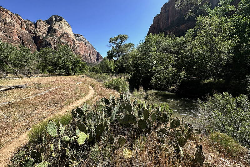 24UTZionCacti_5723i.jpg :: Zion National Park, Utah 2024