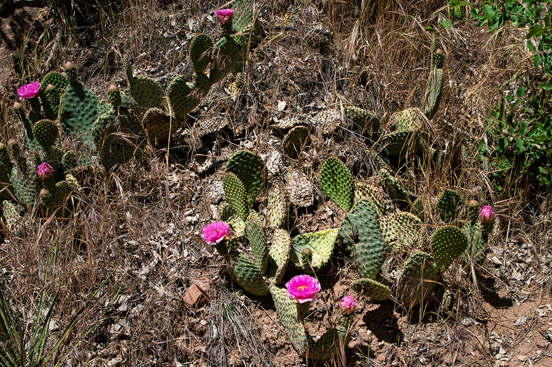 24UTZionCacti_8426.jpg :: Zion National Park, Utah 2024