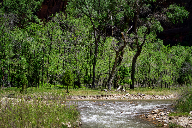 24UTZionCreek_9088.jpg :: Zion National Park, Utah 2024 