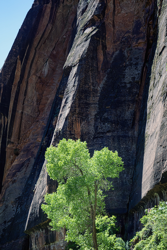 24UTZionTree_3056.jpg :: Zion National Park, Utah 2024