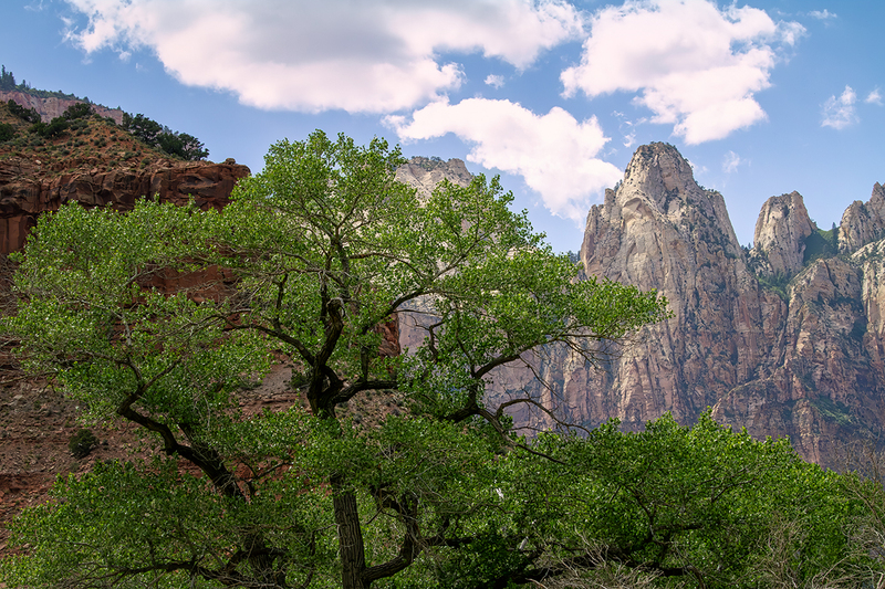 24UTZionTree_9125.jpg :: Zion National Park, Utah 2024
