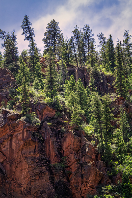 24UTZionTrees_9098.jpg :: Zion National Park, Utah 2024