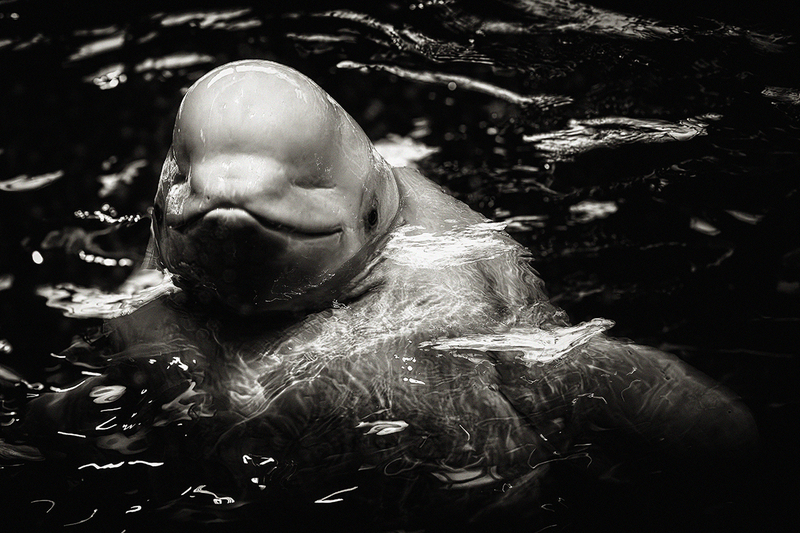 25CHISheddBeluga_6260g.jpg