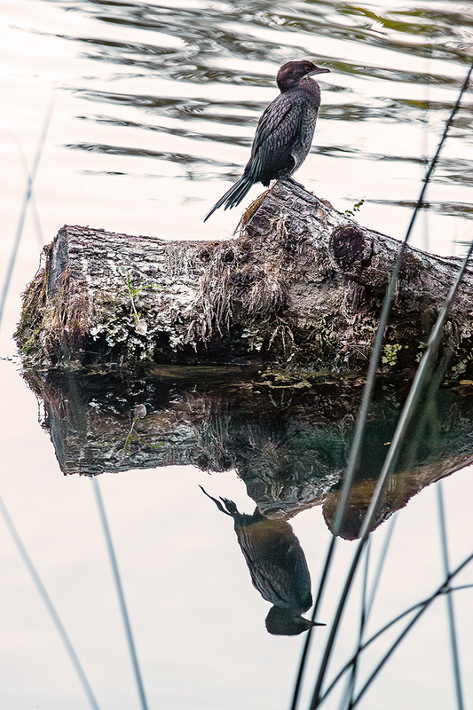 25CROKrkaNatParkBird_9145.jpg :: Krka National Park, Croatia 2025