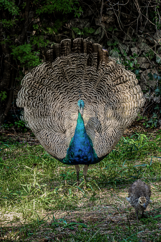 25CROLokrumIslePeacock_7285.jpg