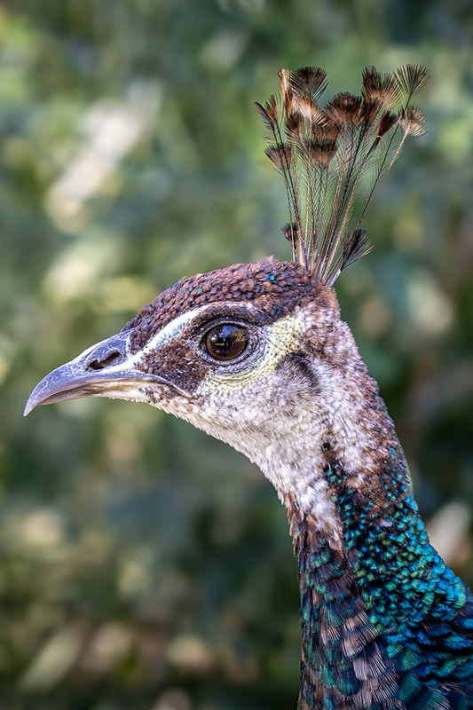 25CROLokrumIslePeacock_7289.jpg
