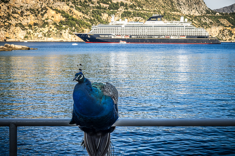 25CROLokrumIslePeacock_7330.jpg