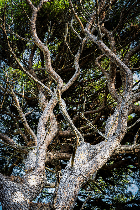 25CROLokrumIsleTrees_7315.jpg