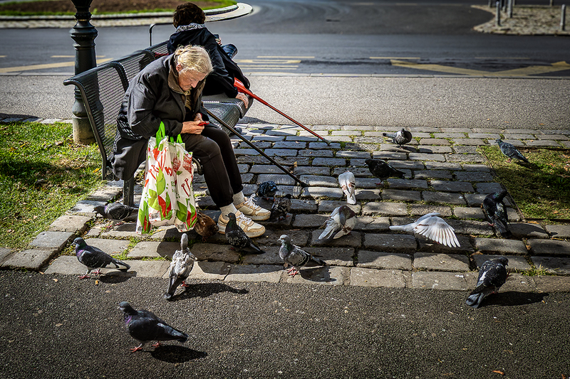 25CROZagrebPigeons_5711(1).jpg :: Zagreb, Croatia 2025