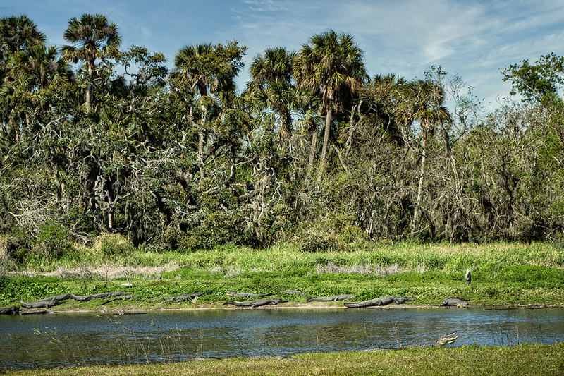 25FLAlligators_6368.jpg