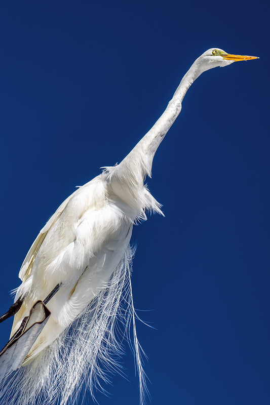 25FLStPete-Egret_6343.jpg