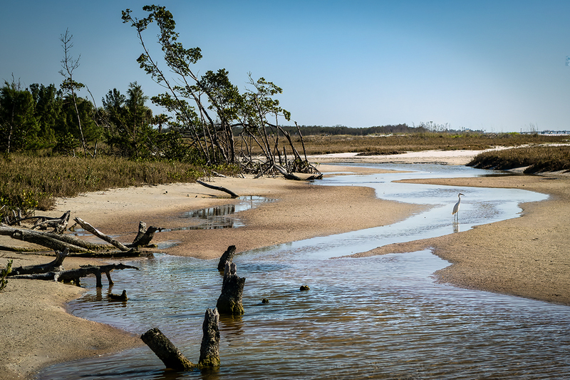 25FLStPete-Egret_6362.jpg