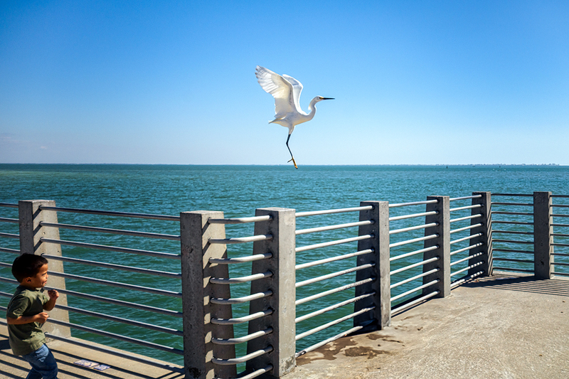 25FLStPete-EgretFlying_6349.jpg