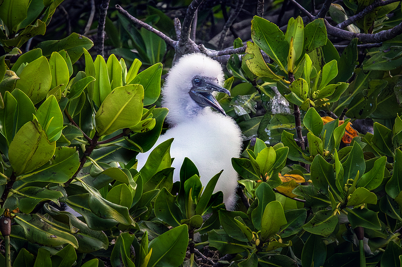 25GALBabyBooby_4086.jpg