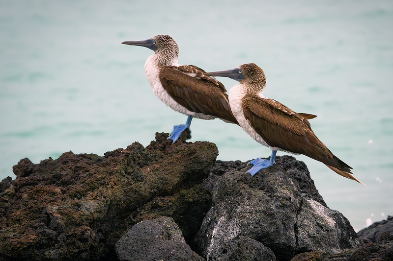 25GALBlueFootedBoobies_3662.jpg