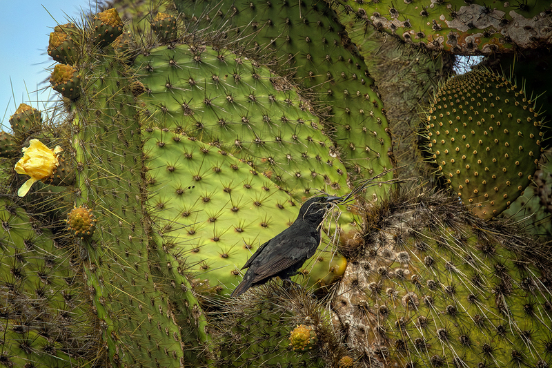 25GALCactusFinch_3864.jpg