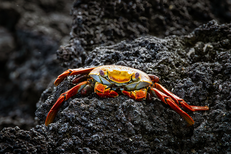 25GALCrab_3708.jpg