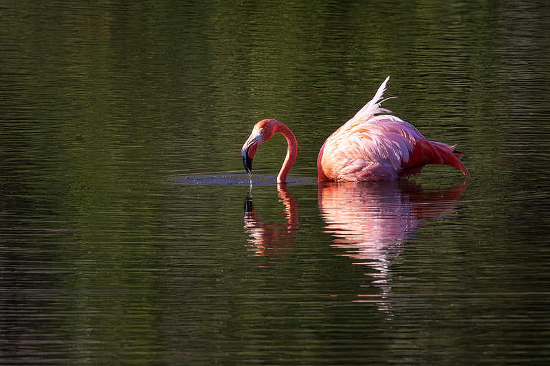 25GALFlamingo_4535.jpg