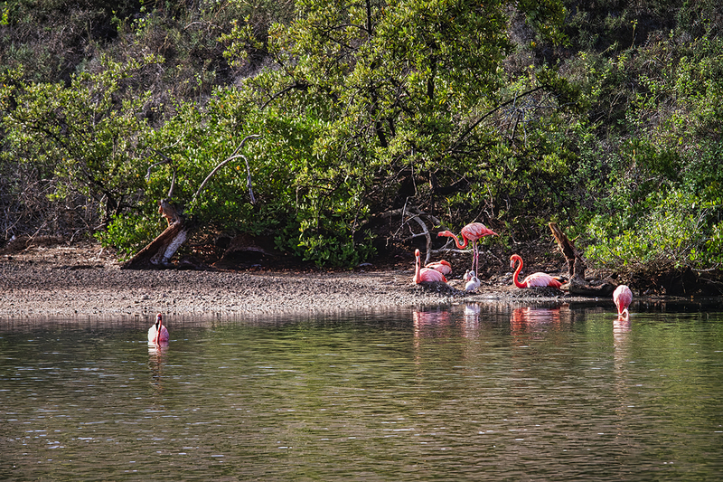 25GALFlamingos_4561.jpg