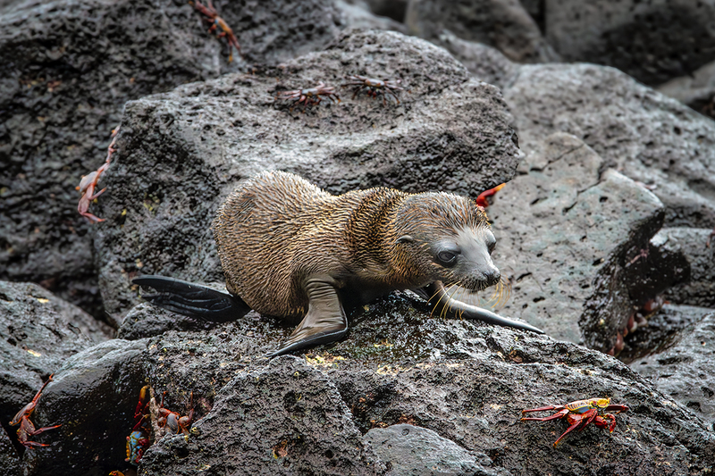 25GALFurryLittleSeaLion_3751.jpg