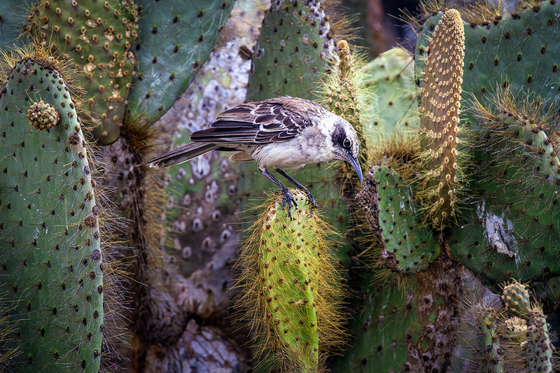 25GALGalapagosMockingbird_3951.jpg