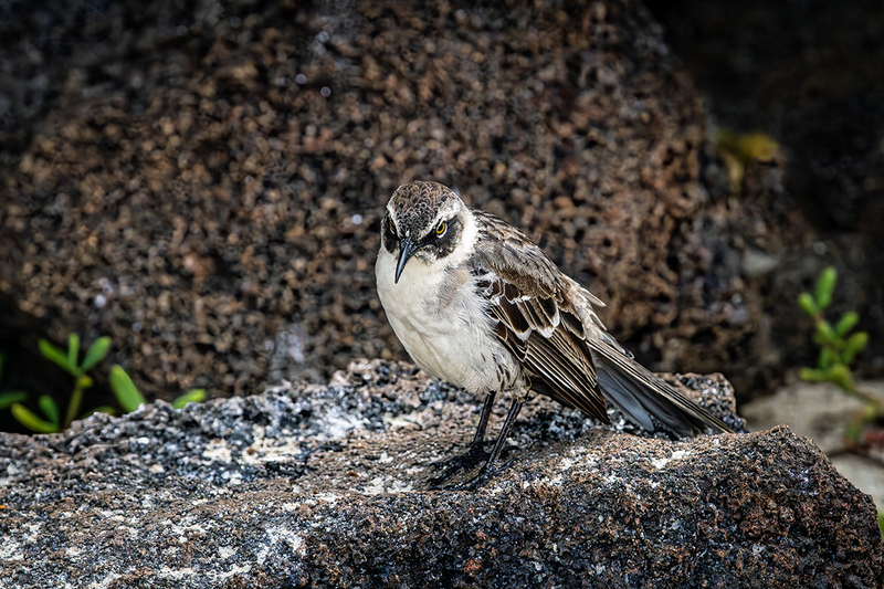 25GALGalapagosMockingbird_3955.jpg