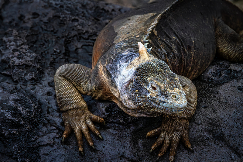 25GALIguana_3790.jpg