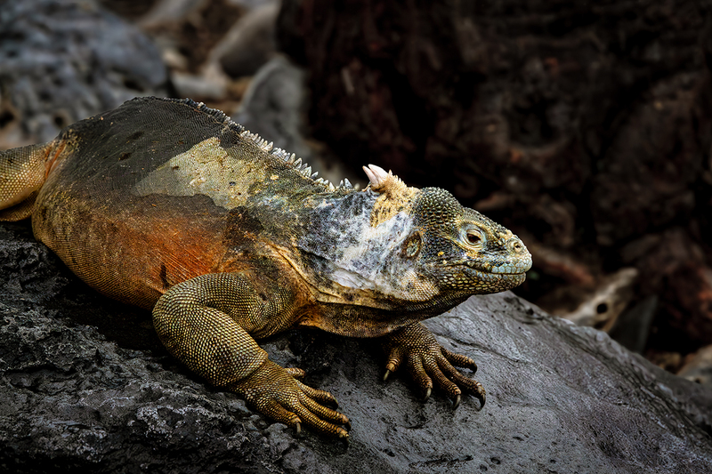 25GALIguana_3792.jpg