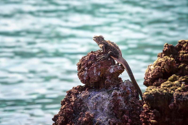 25GALIguana_4588.jpg