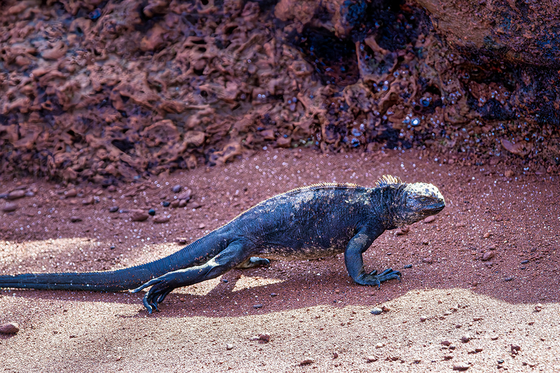 25GALIguana_4596.jpg