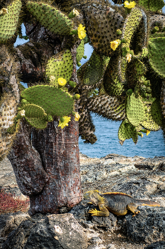 25GALIguana_5244.jpg
