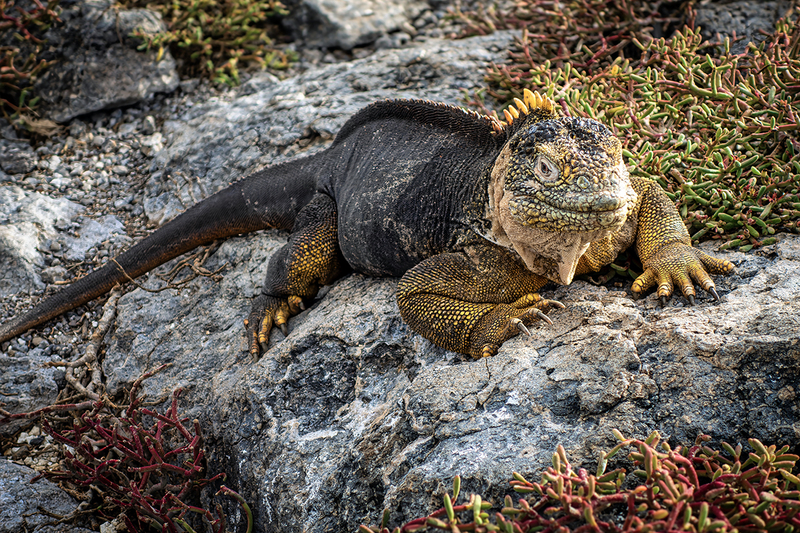 25GALIguana_5260.jpg