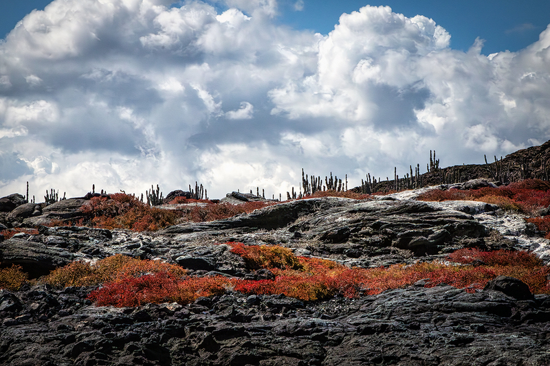 25GALLandscape_0721.jpg