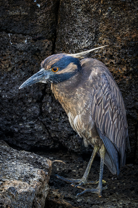 25GALLavaHeron_4078.jpg