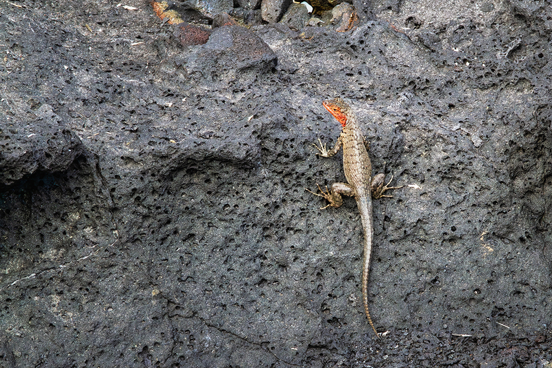 25GALLizard_4367.jpg